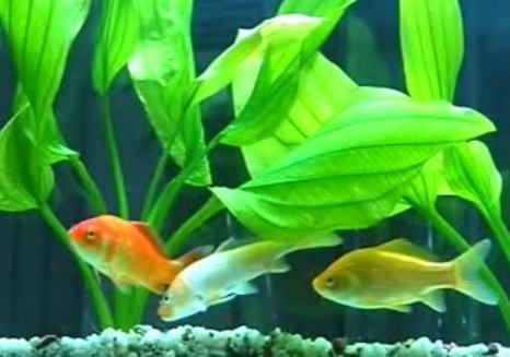 水族箱中溶氧量的来源