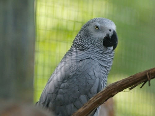 如何取得灰鹦鹉的信任