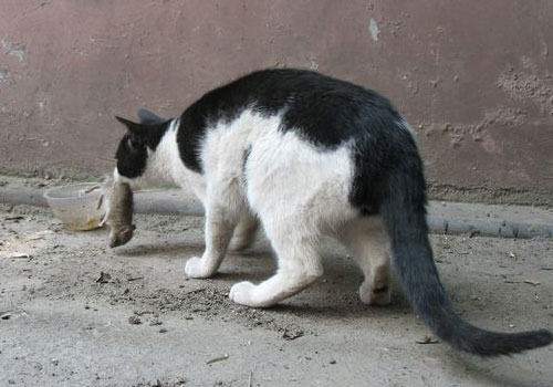 猫为什么爱吃老鼠