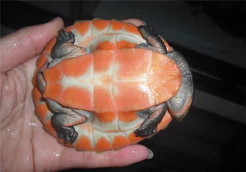 饲养水龟的日常工作有哪些