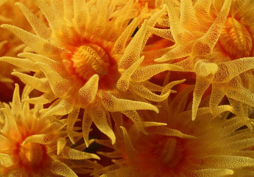 海葵如何饲养? 海葵如何饲养?