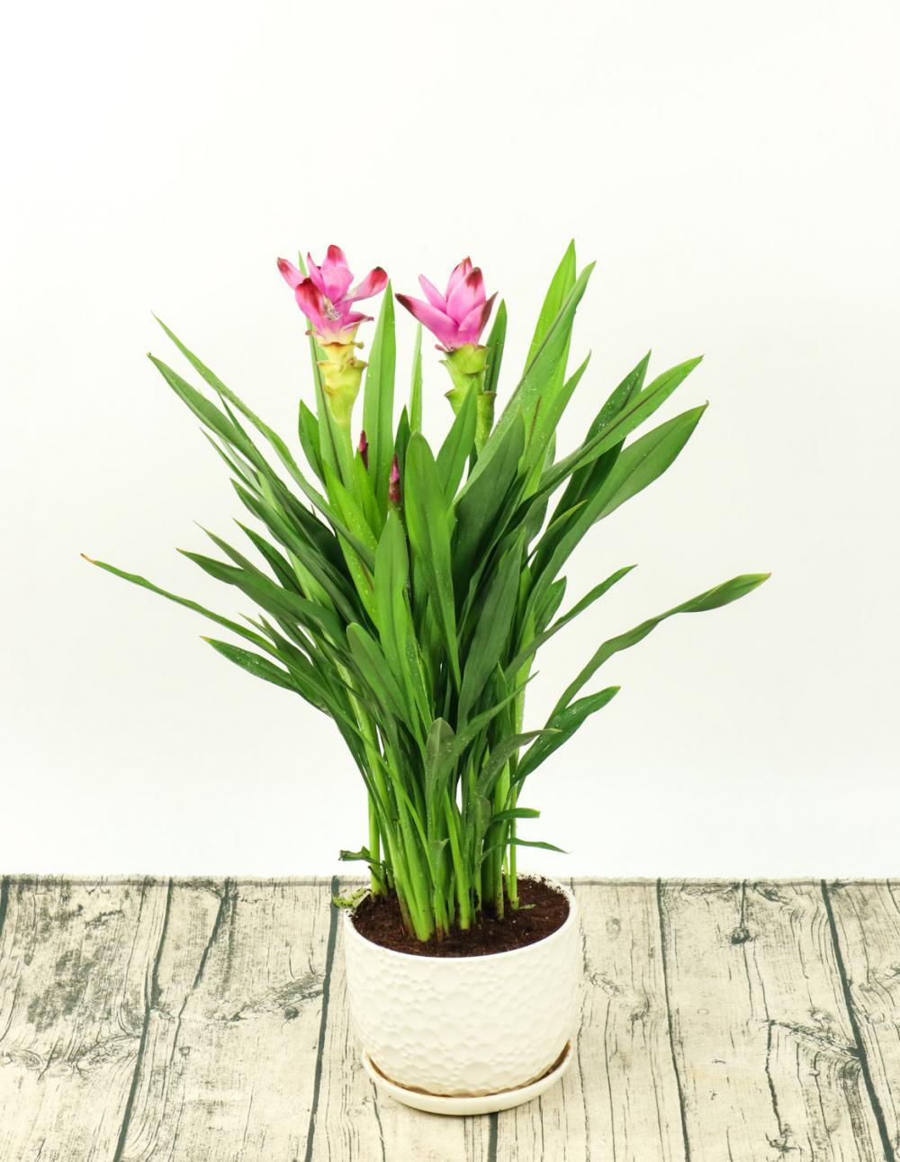 姜荷花冬天怎么养，要剪叶子吗