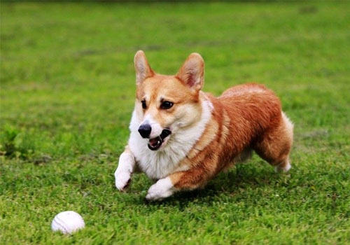 已经免疫过的狗狗被其他狗狗咬了怎么办