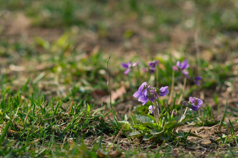 紫花地丁的移栽和播种