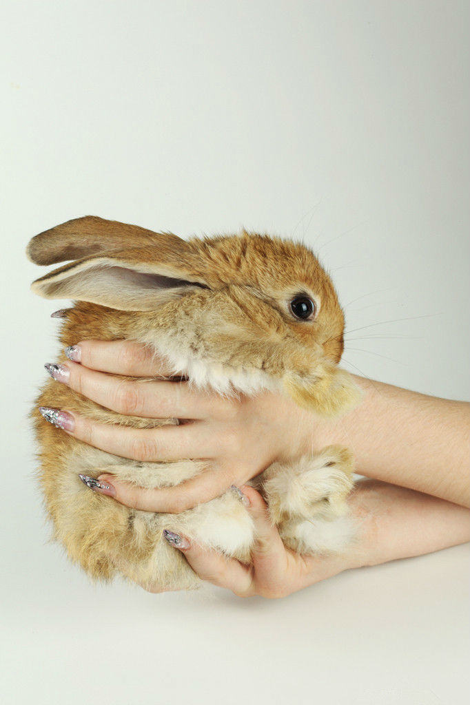 你知道怎样给兔兔做清洁吗？