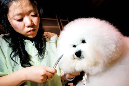 狗狗的佝偻病治疗原则