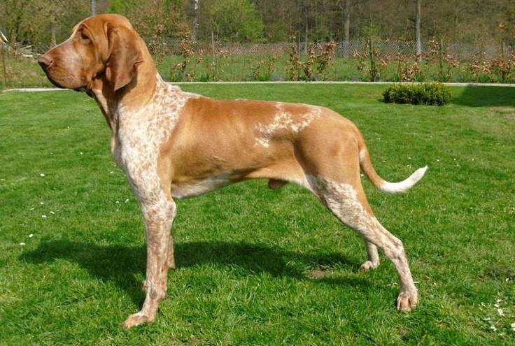 寻血猎犬美容多少钱 如何饲养