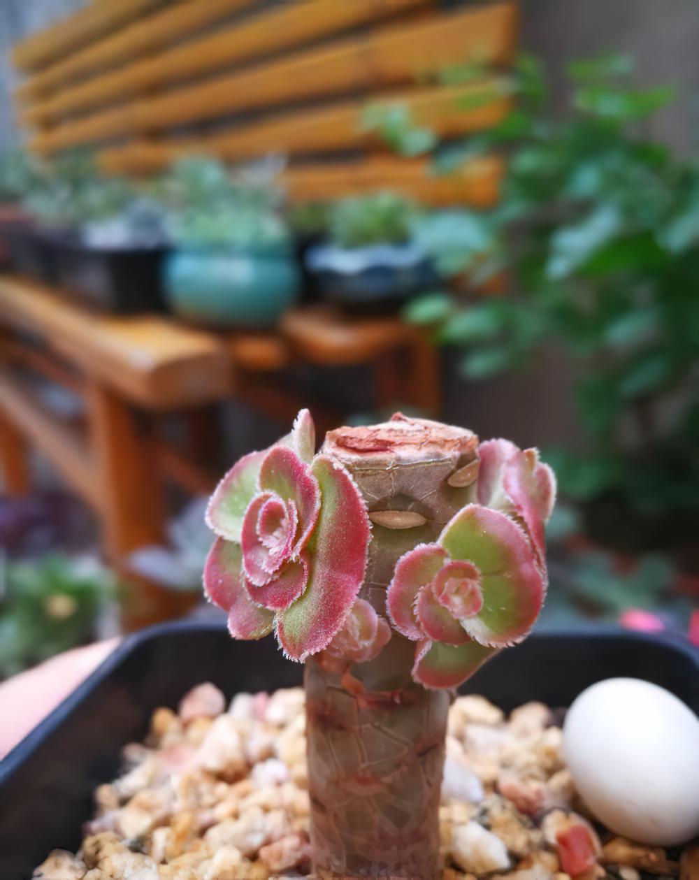 夏天的炎热让人心惶浮躁，换一个角度你会发现肉肉们依然在暗自美丽
