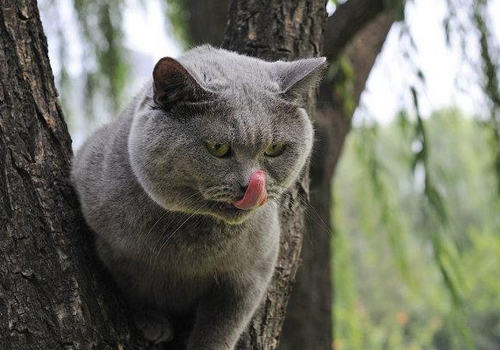 猫传染性贫血的症状有哪些