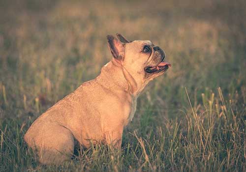 法国斗牛犬市场价格盘点，导致价格不同的因素有哪些？