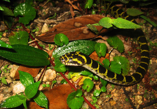 如何判断蛇有没有毒