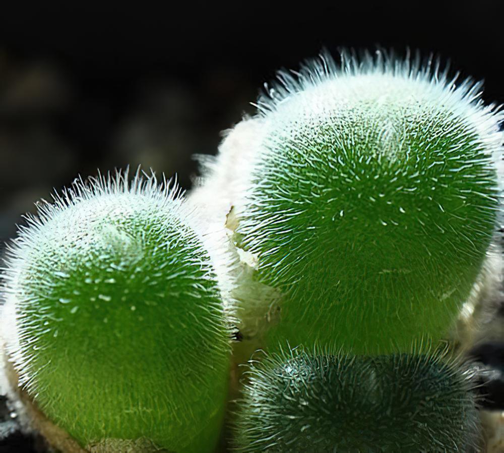 毛肉锥Conophytum stephanii，毛毛长在石头上。