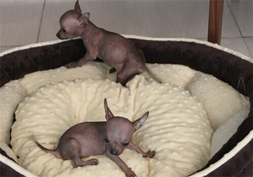 墨西哥无毛犬的形态特征