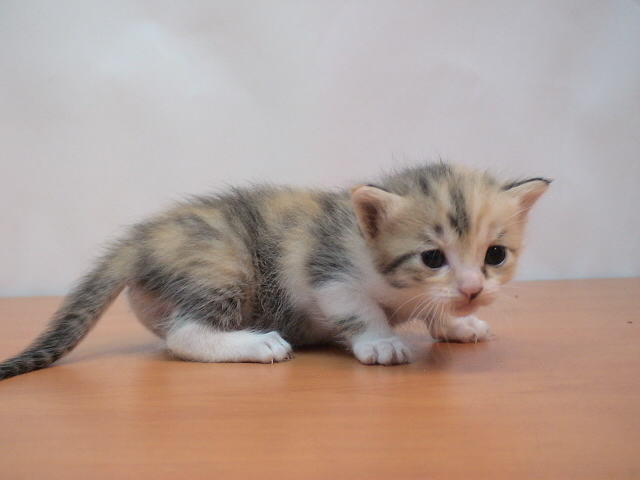 新手养猫，常见的食物危害须知
