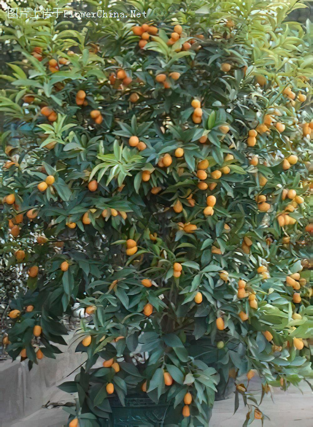 专家教你：夏季如何养花？