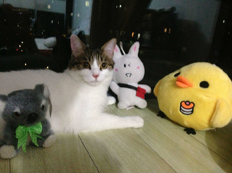 如何培养你的猫咪成为社交高手