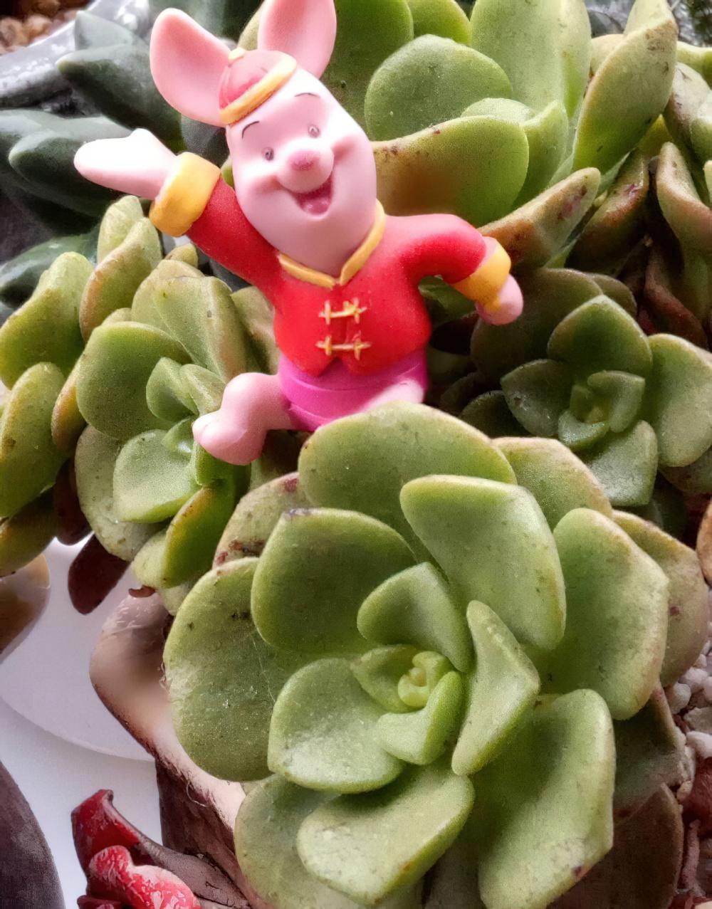 爱上了多肉会成为……第二条几乎每个人都有，倒数第二条是每个人的梦想