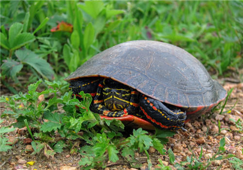 食品含有的基本营养物质列表