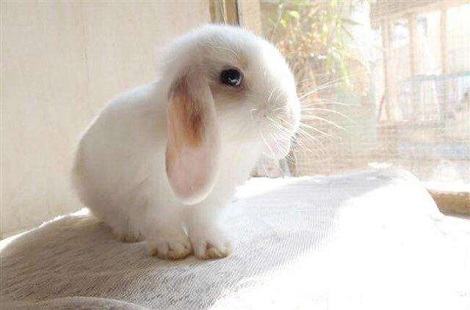 家里养的兔子眼睛周围掉毛是什么原因？