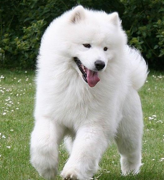 教你如何挑选健康萨摩耶犬