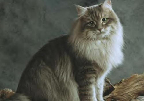 西伯利亚森林猫的品种简介 西伯利亚森林猫的品种简介