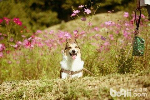 有哪些方法可以让狗狗感到快乐？