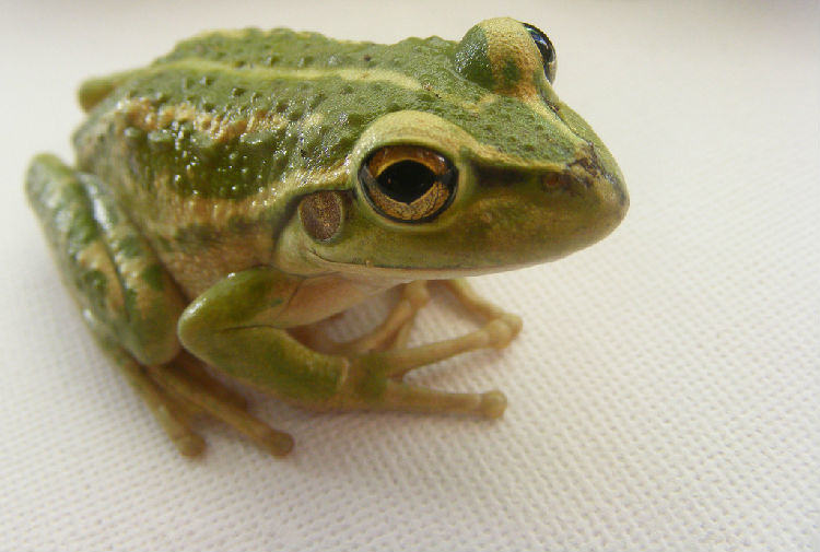 蛙类的身体特征介绍