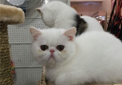 猫维生素D缺乏症的病因有哪些