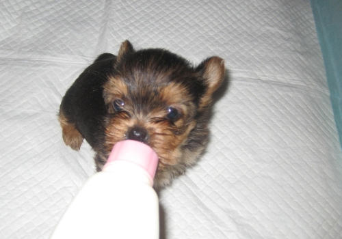 捡到流浪奶狗能否喂人用奶粉 捡到流浪奶狗能否喂人用奶粉