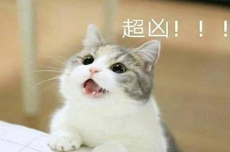 夏天猫咪食欲下降是正常的吗？