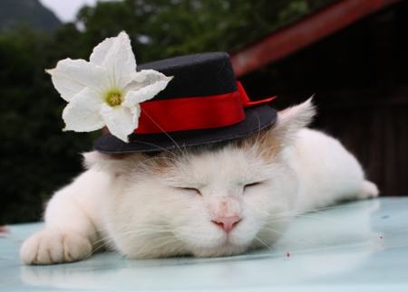 好睡眠帮助猫咪健康成长