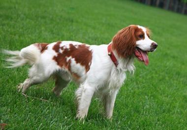 史宾格犬饲养方法及选购技巧