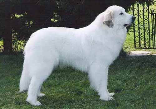 大白熊犬缺点都有哪些？