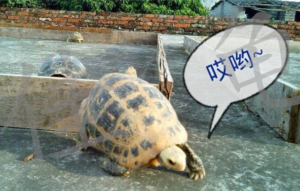 介绍一款自配的宠物龟健康调理品