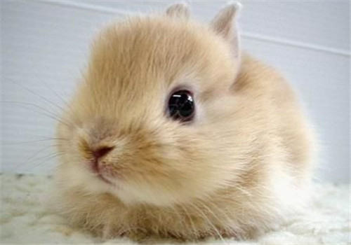 为什么小兔子难养呢？