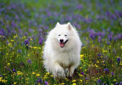 给狗狗吃剩饭菜有什么影响