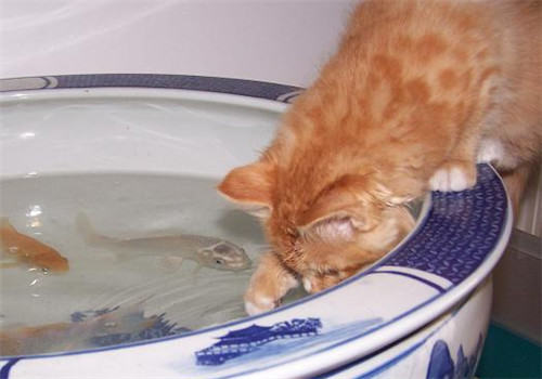 猫咪的味觉可以分辨出哪些味道？
