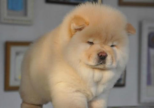 松狮犬饲养技巧