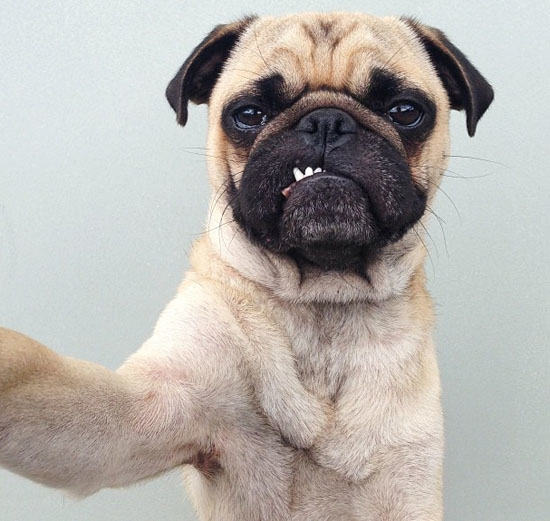 爱犬的清洁与美容