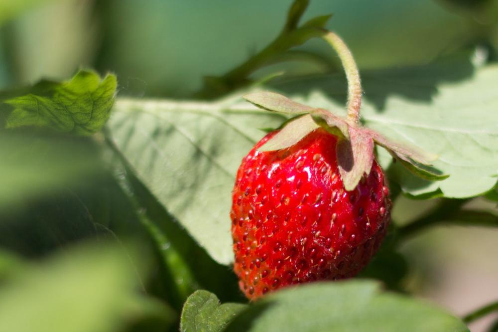 草莓的繁殖方式