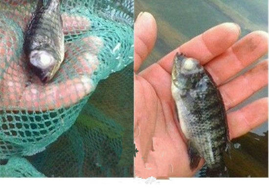 观赏鱼气泡病的病因分析 观赏鱼气泡病的病因分析