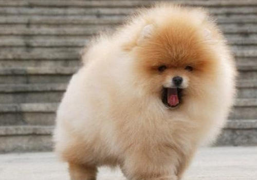 博美犬的基本训练