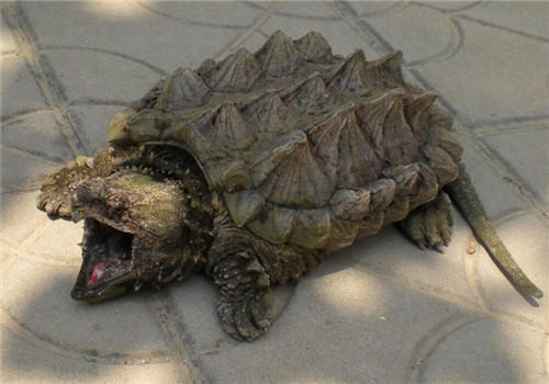 巴西龟咬人吗？被巴西龟咬伤该如何处理？