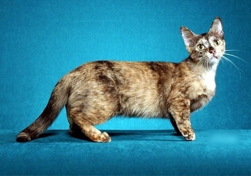 曼切堪猫的喂食要求 曼切堪猫的喂食要求