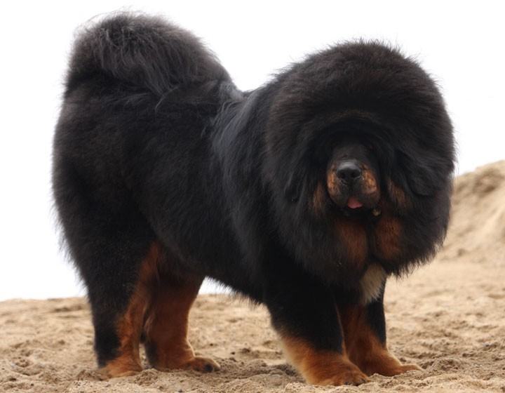 藏獒的历史发展与品性