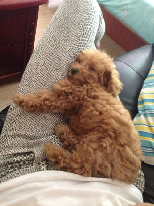 狗狗穿衣服的利与弊