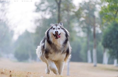 阿拉斯加半岁了一天要喂几次才好? 阿拉斯加半岁了一天要喂几次才好?