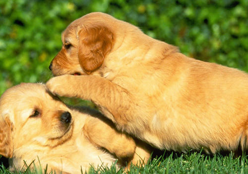 狗狗鼻炎怎么处理