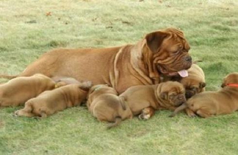 法国波尔多犬怎么样?法国波尔多犬介绍