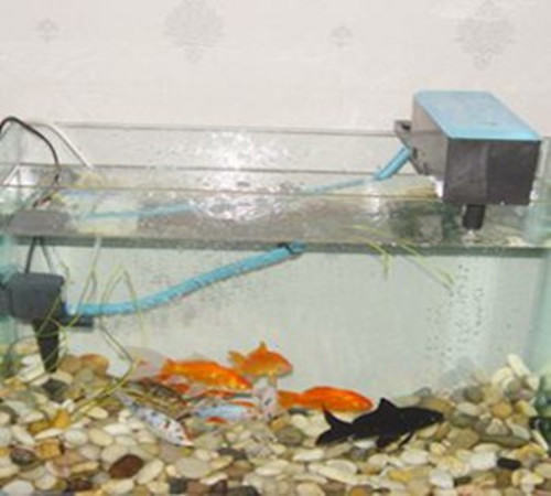 水族箱过滤器必备条件